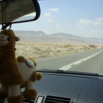 tully the camel